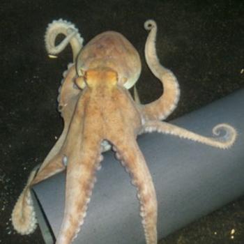 Octopus maya (FOTO: UNAM).