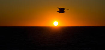 Una gaviota al amanecer, en una imagen tomada desde el Joides Resolution. Foto: Jose Abel Flores.