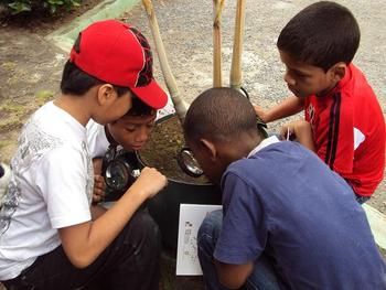 Varios niños realizan las actividades del libro sobre las briofitas (FOTO: STRI).