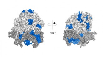 Estructura en 3D del complejo ribosomal. En azul, las proteÃ­nas modificadas por cadenas K63 de ubiquitina identificadas mediante espectrometrÃ­a de masas cuantitativa (imagen: Silva et al., 2015/ Nature Structural & Molecular Biology)