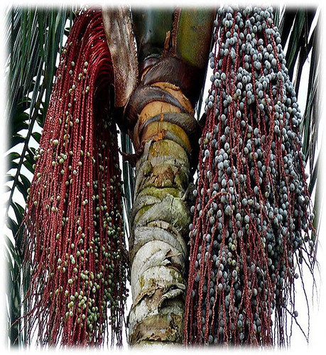 La palma de seje (Oenocarpus bataua) es de la región amazónica, pero también crece en zonas del Chocó, Boyacá y los Llanos Orientales