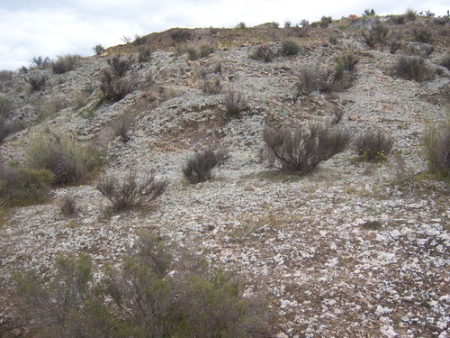 Ladera cubierta por biocostras entre las plantas en un ecosistema semiárido (Tabernas, Almería). Foto: Sonia Chamizo.