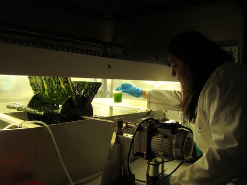 Una investigadora trabaja con microalgas en el laboratorio. Foto: Raúl Muñoz.