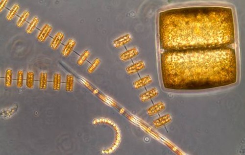 Células de diatomeas observadas al microscopio. Imagen: Isabel G. Teixeira.