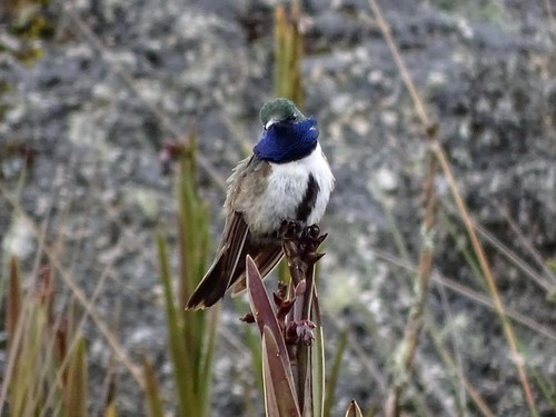 ‘Oreotrochilus cyanolaemus’ o colibrí de garganta azul/F. Sornoza