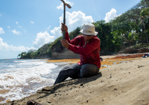 Carlos ha estado explorando la Costa Abajo de Colón durante muchos años. Allí encontró un depósito rico en fósiles marinos, único para América Central/orge Alemán, STRI