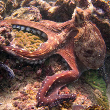 Octopus maya, única especie endémica de ese cefalópodo en México (FOTO. UNAM).