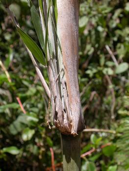 Parte del bambú (‘Chusquea tomentosa’) donde se localizan las colonias de ‘Rhopalosiphum chusqueae’. Foto: Nicolás Pérez Hidalgo.