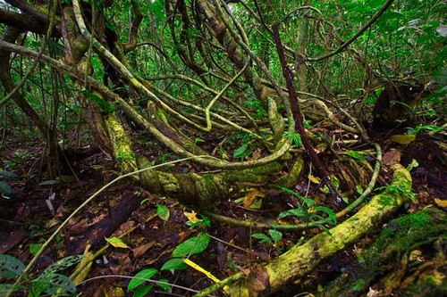 Actualmente los resultados de un estudio a largo plazo en la estación biológica La Selva en Costa Rica demuestran que la abundancia de lianas y el diámetro aumentó en un 15 y 20%. FOTI: STRI.