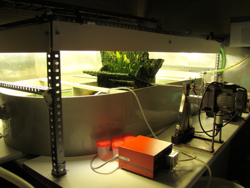 Microalgas en el laboratorio.