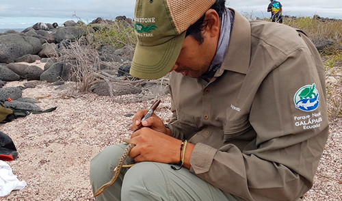 Un técnico estudia una culebra de Galápagos/DPNG