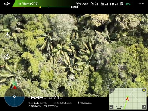 Imagen captada por los drones del dosel del Amazonas/Jianhuai Ye/Harvard SEAS
