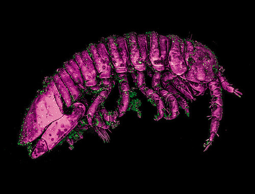 Crustáceo 'Idotea balthica' (púrpura) en el transporte de gametos machos al alga roja Gracilaria gracilis (verde). Estas dos especies a menudo se encuentran asociadas en pozas rocosas en el Canal de la Mancha, Europa./Science.