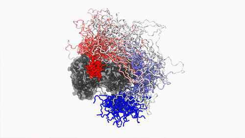 Interacción de la proteína E1A (en rojo y azul) de adenovirus con Rb (color gris), una proteína celular supresora de tumores./CONICET.
