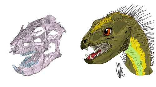 Reconstrucción del cráneo de Manidens condorensis. Créditos de la ilustración: Marcos G. Becerra.