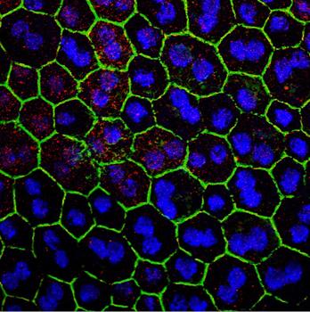  Imagen de microscopio confocal de una lámina de epitelio pigmentario. En rojo, la proteína CRB2. En azul, los núcleos de las células del epitelio. Imagen: Concepción Lillo.