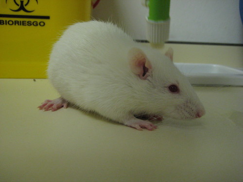 Una rata Wistar. Foto: UGR.
