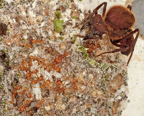 Colonia de hormigas cultivadoras de hongos. Foto: Karolyn Darrow.