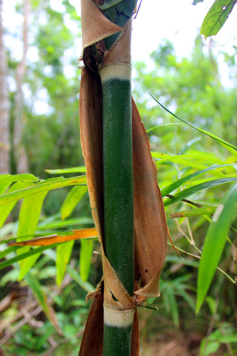 Bambú amazónico.
