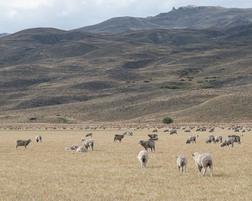 Ovejas pastando en un pastizal patagónico semiárido (Argentina)./ Valeria Aramayo.