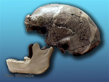 Cráneo del 'Hombre de Pekín'.