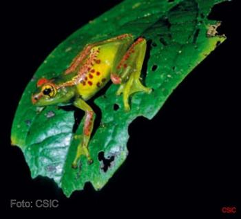 Boophis ulftunni, uno de los anfibios descubiertos en Madagascar. Foto de Franco Andreone.