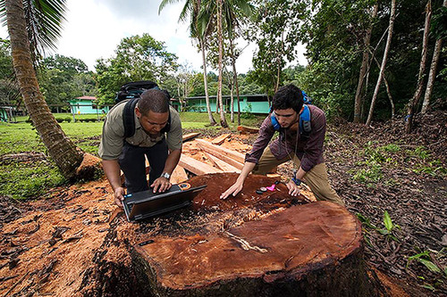 Los investigadores utilizan tecnología sónica no invasiva para medir la descomposición de la madera en árboles tropicales vivos/STRI