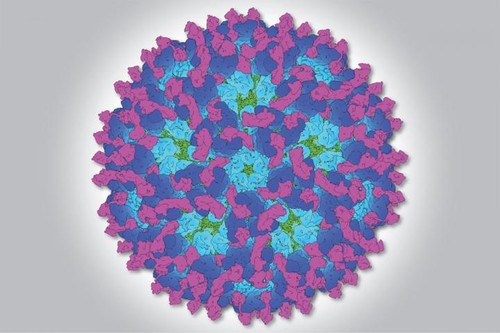 Estructura 3D detallada del virus chikungunya unido a la proteína que utiliza para entrar en las células/