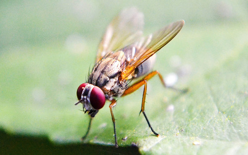 Drosophila.