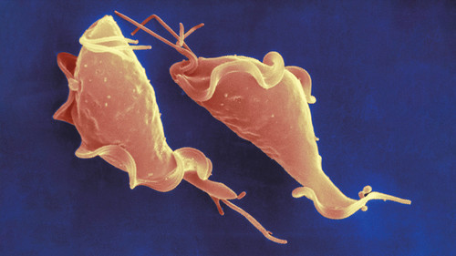 Trofozoítos de Tritrichomonas foetus, identificados por medio de técnicas de microscopía electrónica de barrido. Foto: gentileza investigadores.