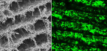 (Izq) Fotografía microscópica de la estructura de nanotubos de carbono. (Dcha) Bacteria (fluorescente) forman un biofilm y reproducen la estructura.