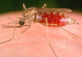 Mosquito de la malaria (Anopheles)