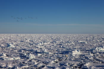 Paisaje ártico: una bandada de pájaros cruza una zona de casquetes de hielo en la que destaca la presencia de un oso polar