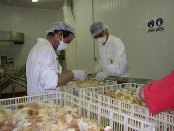 Técnicos de Ibertec sexan los pollitos recién nacidos (Foto:Ibertec)