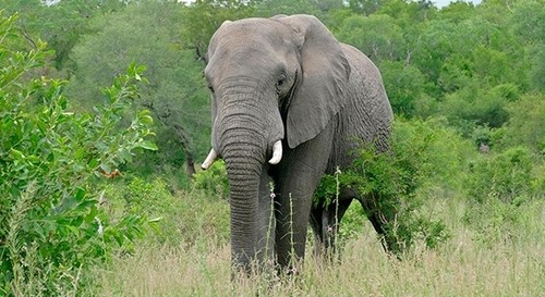 Elefante. foto: Bernard Dupond
