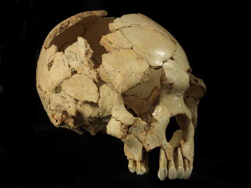 El Cráneo 6 de la Sima de los Huesos (Atapuerca, Burgos) ha sido uno de los fósiles estudiados en este trabajo. Crédito: Javier Trueba/MSF.