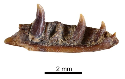 Mandíbula de la nueva especie de lagarto. Imagen: IPHES.