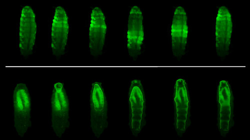 Larvas de 'Drosophila melanogaster' durante la secuencia de movimientos asociados a la pupariación. Foto: gentileza investigadores.