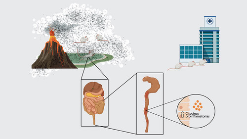 Infografía de la publicación científica que traza la relación causal entre las cenizas volcánicas y el agravamiento de la inflamación intestinal.