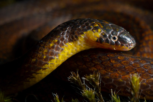 Una de las serpientes./Alejandro Arteaga.