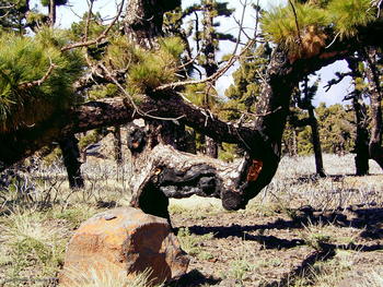 Pino canario ('Pinus canariensis') recuperándose de un incendio forestal en Roque de los Muchachos, La Palma.