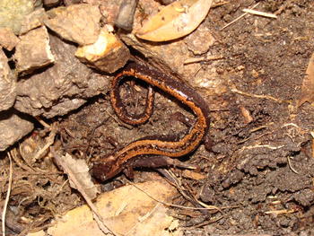 Salamandra rabilarga (Wikipedia).