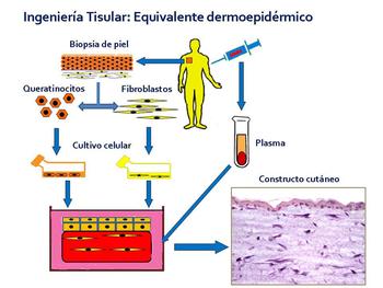 Ingeniería tisular: equivalente dermoepidérmico. Imagen: UNAM.