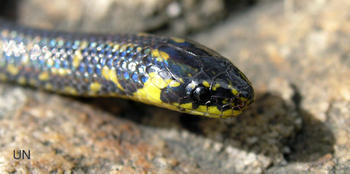 La serpiente Atractus crassicaudatus se halla en el campus de la UN. Generalmente se encuentra bajo las piedras y sale en las noches.