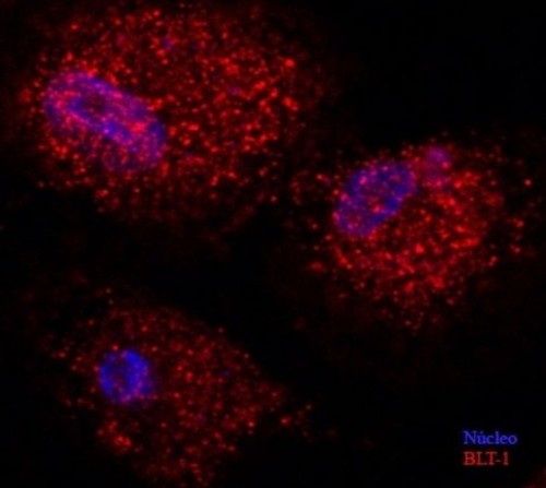 Macrófagos de ratón diabético obtenidos mediante inmunofluorescencia. FOTO: LUCIANO FILGUEIRAS