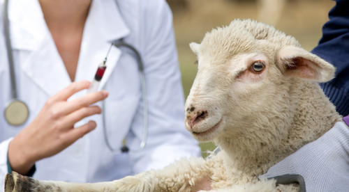 Compuesto inyectable contra una enfermedad que afecta a ovejas.