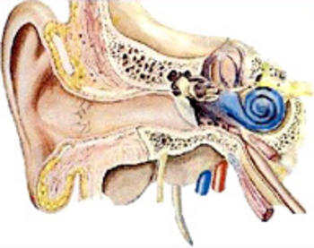 Corte transversal del oído humano