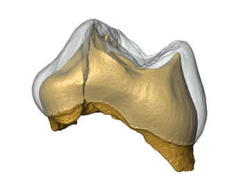  Modelo digital en 3D del espécimen Cavallo-B (primer molar maxilar izquierdo decidual). El esmalte es transparente para mostrar la dentina de la corona. / Stefano Benazzi.