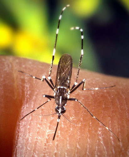 Insecto transmisor de dengue.
