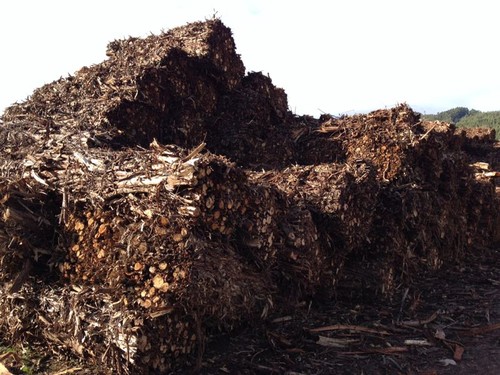 Biomasa de eucalipto. FOTO: ASMADERA.